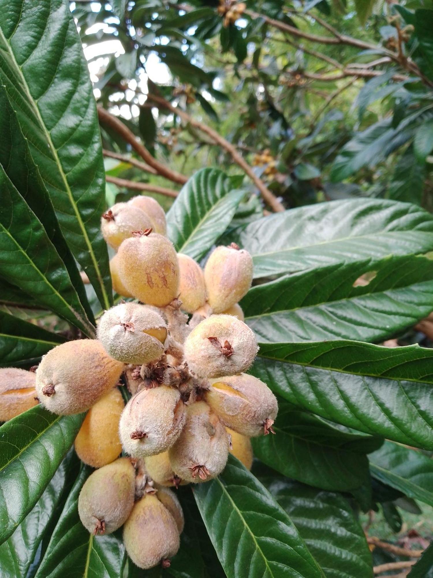 Rancho Pe Da Pedra Villa São Bento do Sapucaí Szoba fotó